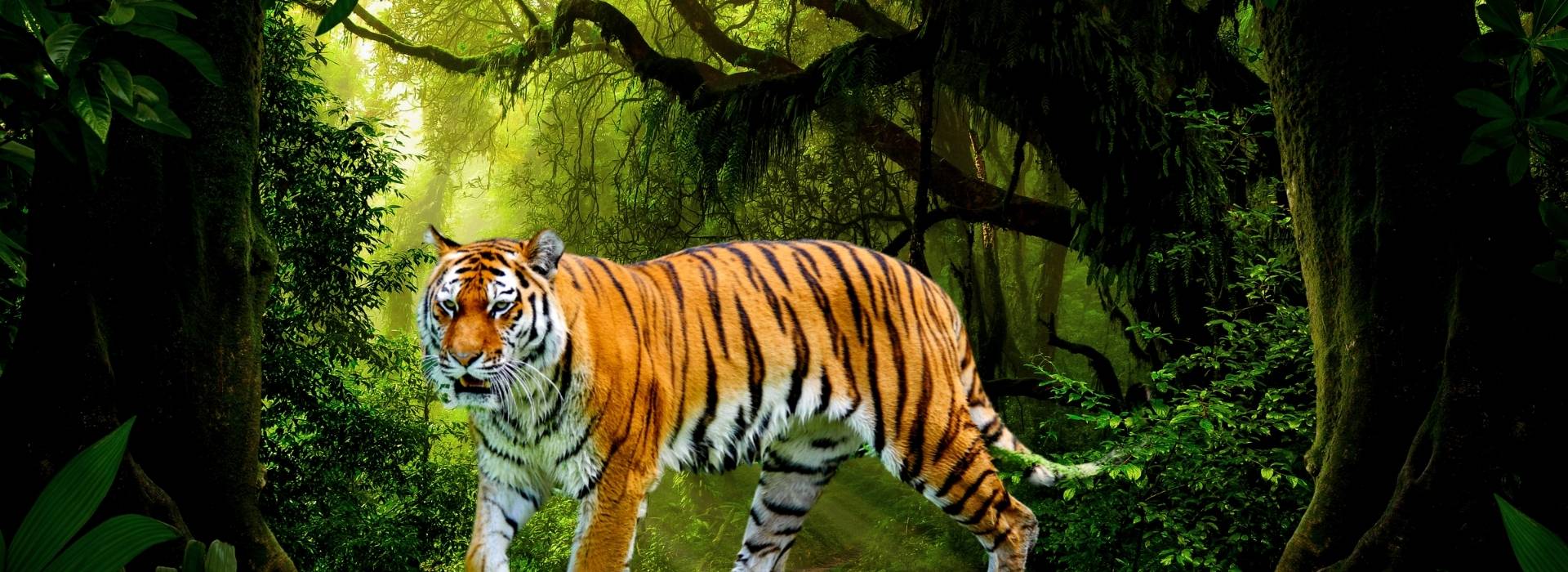 Wildlife Tour